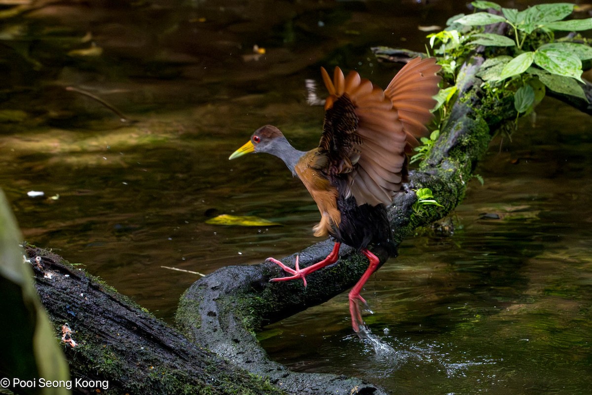 Russet-naped Wood-Rail - ML647337233