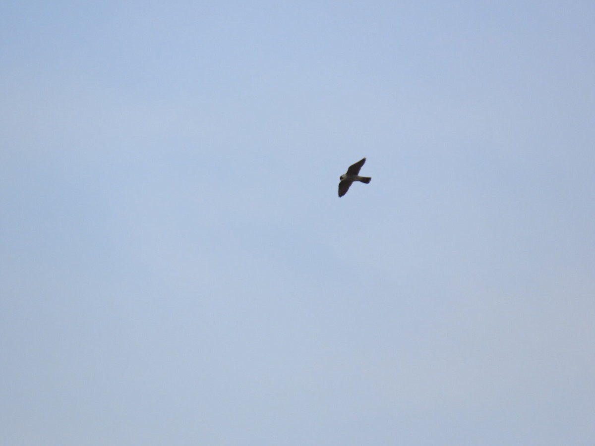 遊隼 - ML647337243