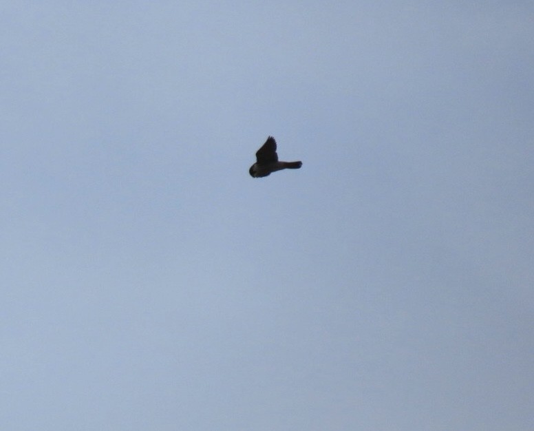 遊隼 - ML647337244