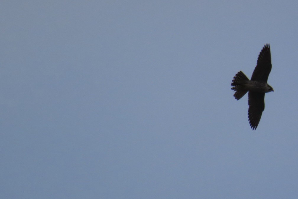 遊隼 - ML647337246