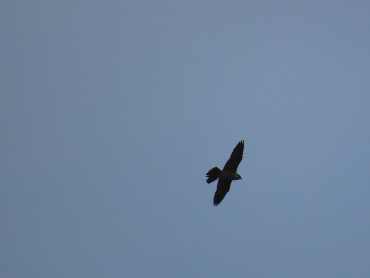 遊隼 - ML647337247