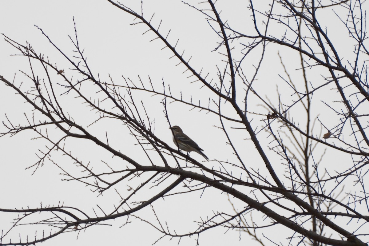 Yellow-rumped Warbler - ML647337261