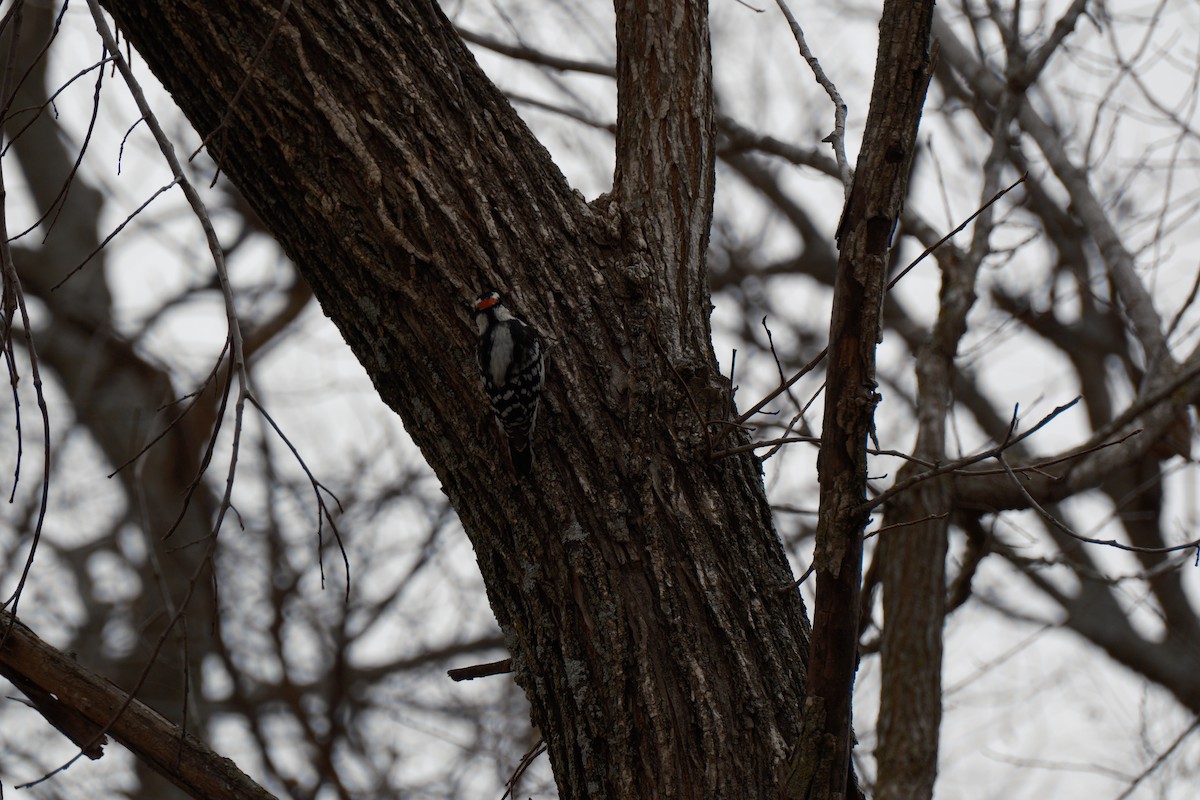 Downy Woodpecker - ML647337264