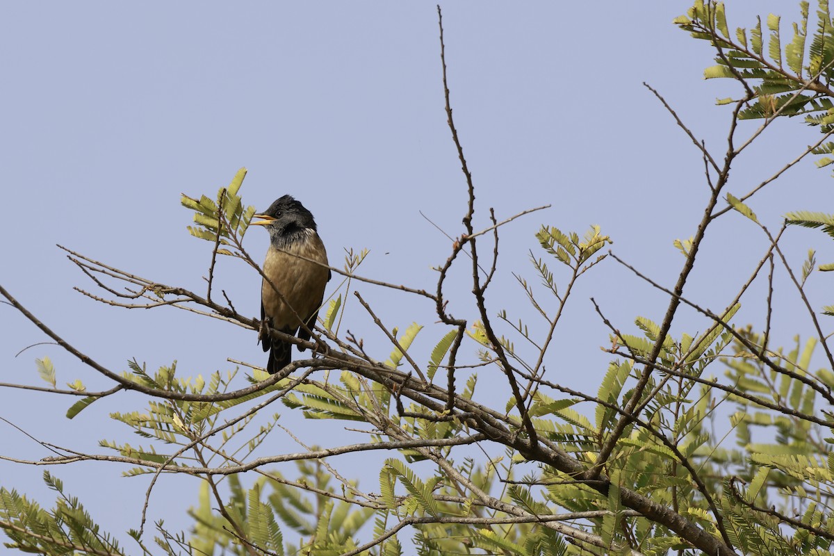 Rosy Starling - ML647337266