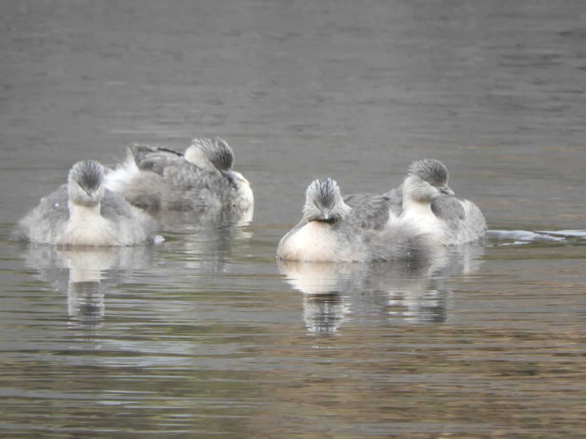 Zampullín Canoso - ML647337270