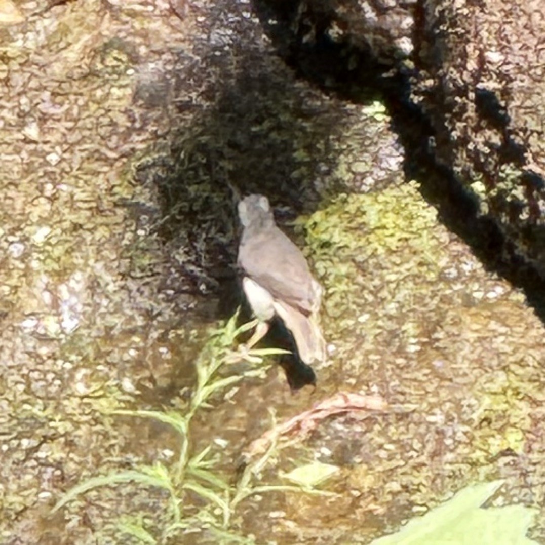 Louisiana Waterthrush - ML647337272