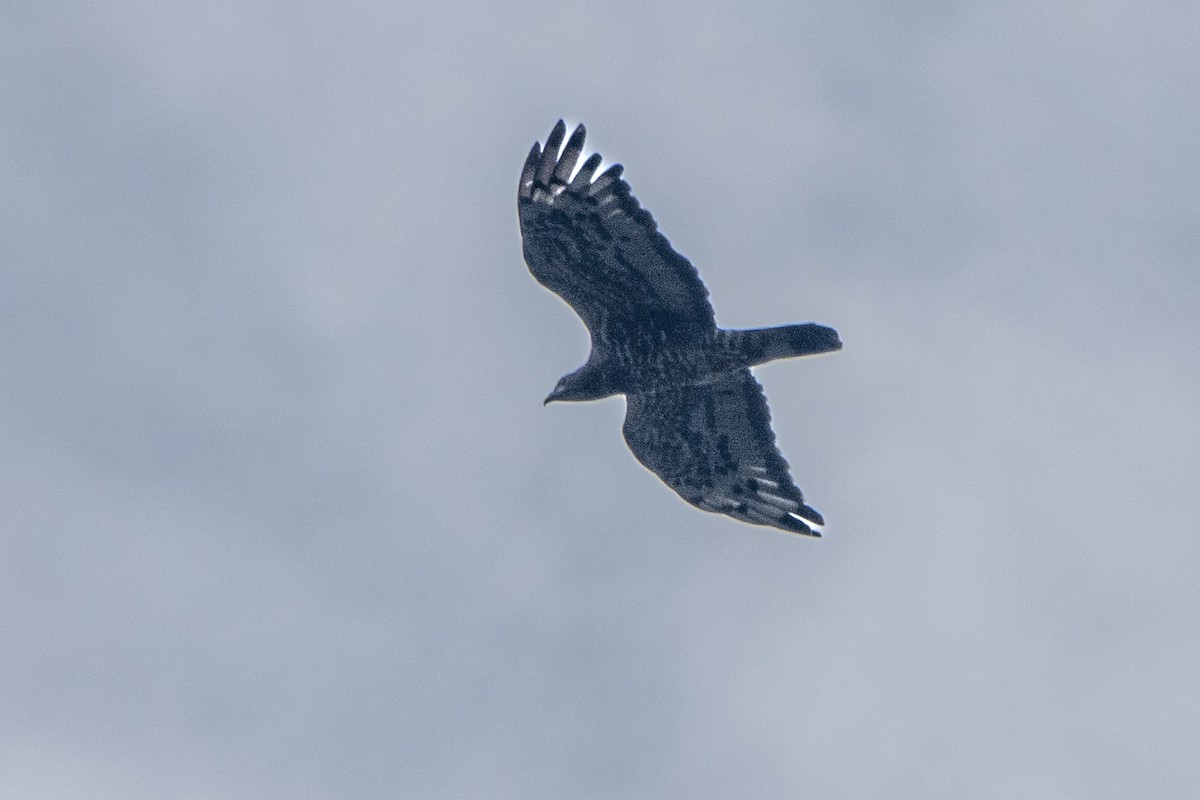אייה מזרחית - ML647337275