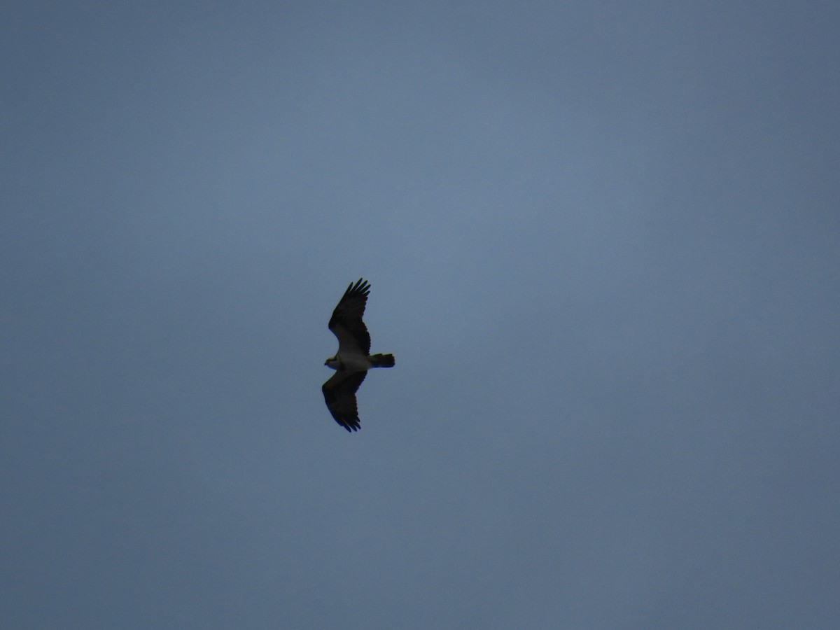 魚鷹 - ML647337277