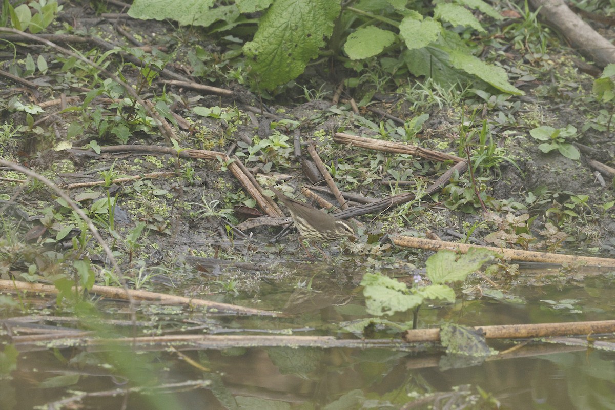 Northern Waterthrush - ML647337279