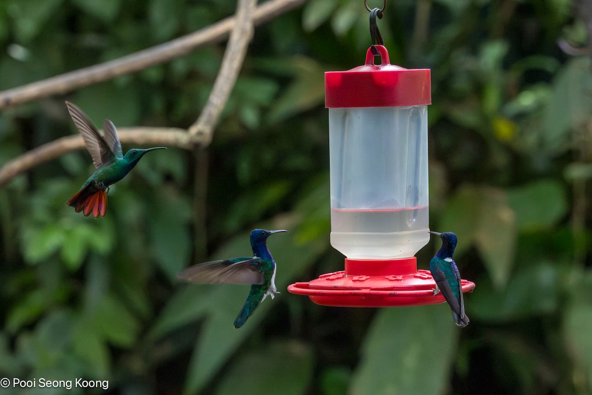 Rufous-tailed Hummingbird - ML647337284
