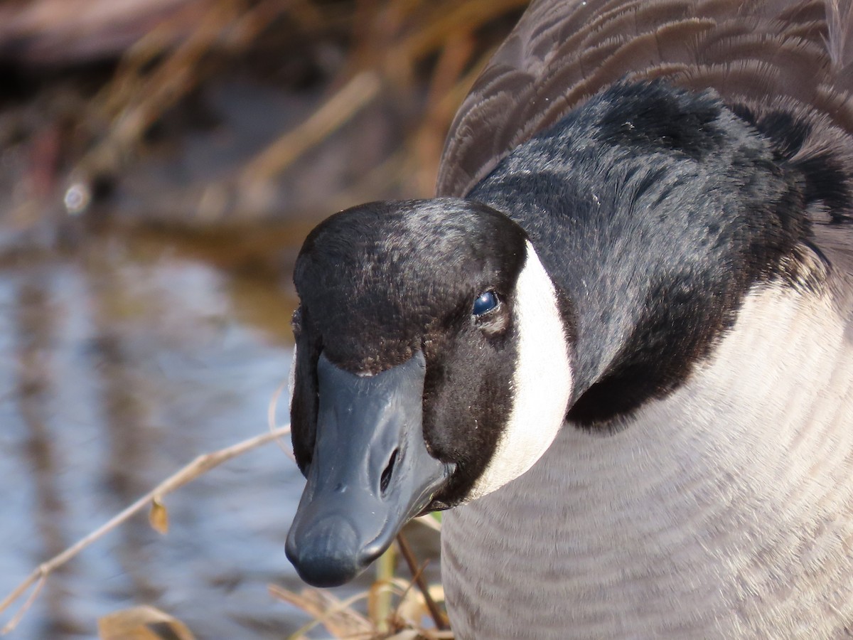Canada Goose - ML647337286