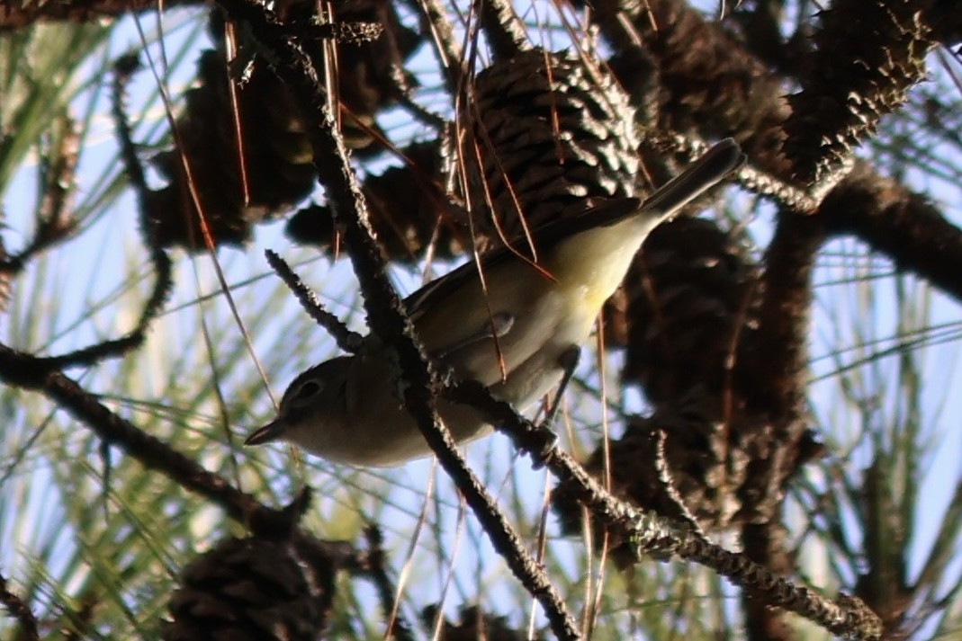 Blue-headed Vireo - ML647337288