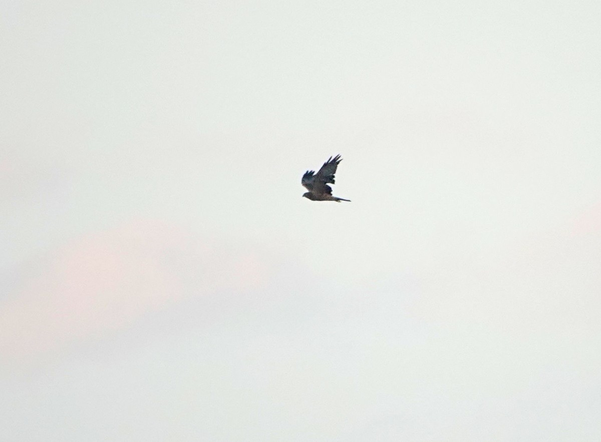 Eastern Marsh Harrier - ML647337291