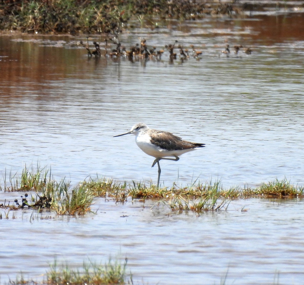 Common Greenshank - ML647337293