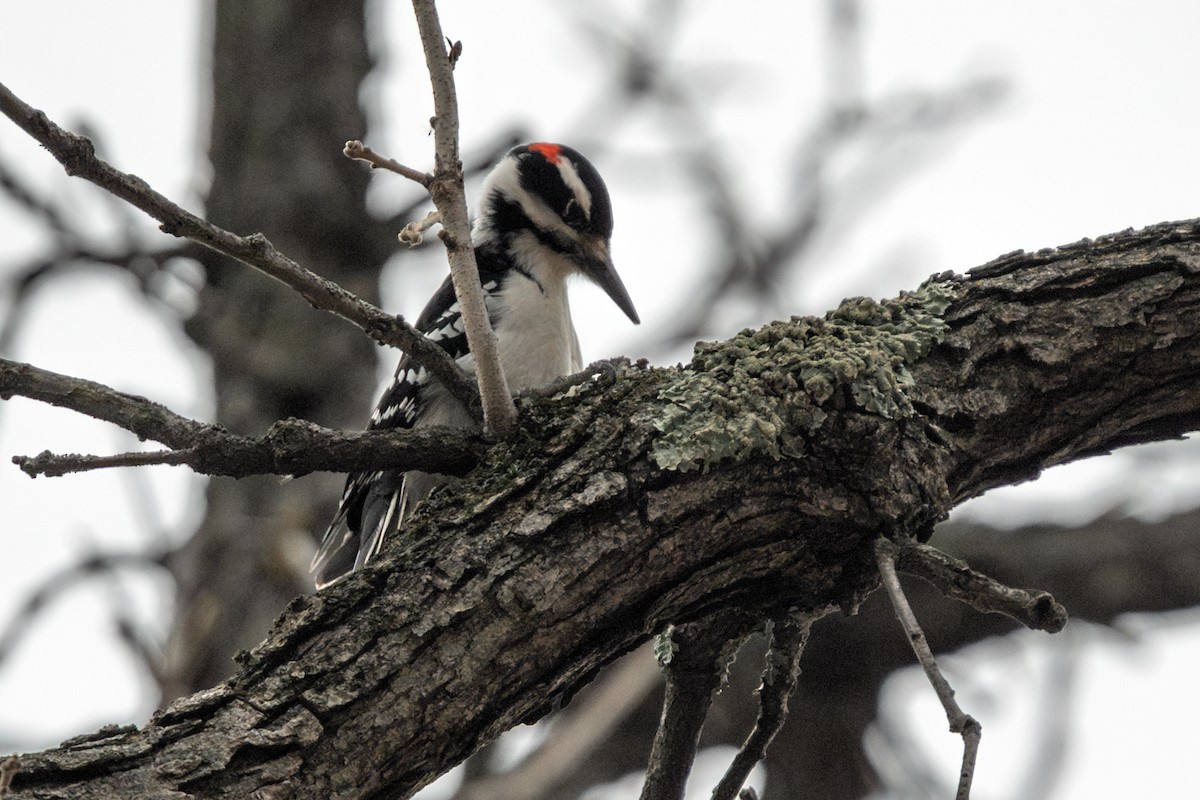 Hairy Woodpecker - ML647337294