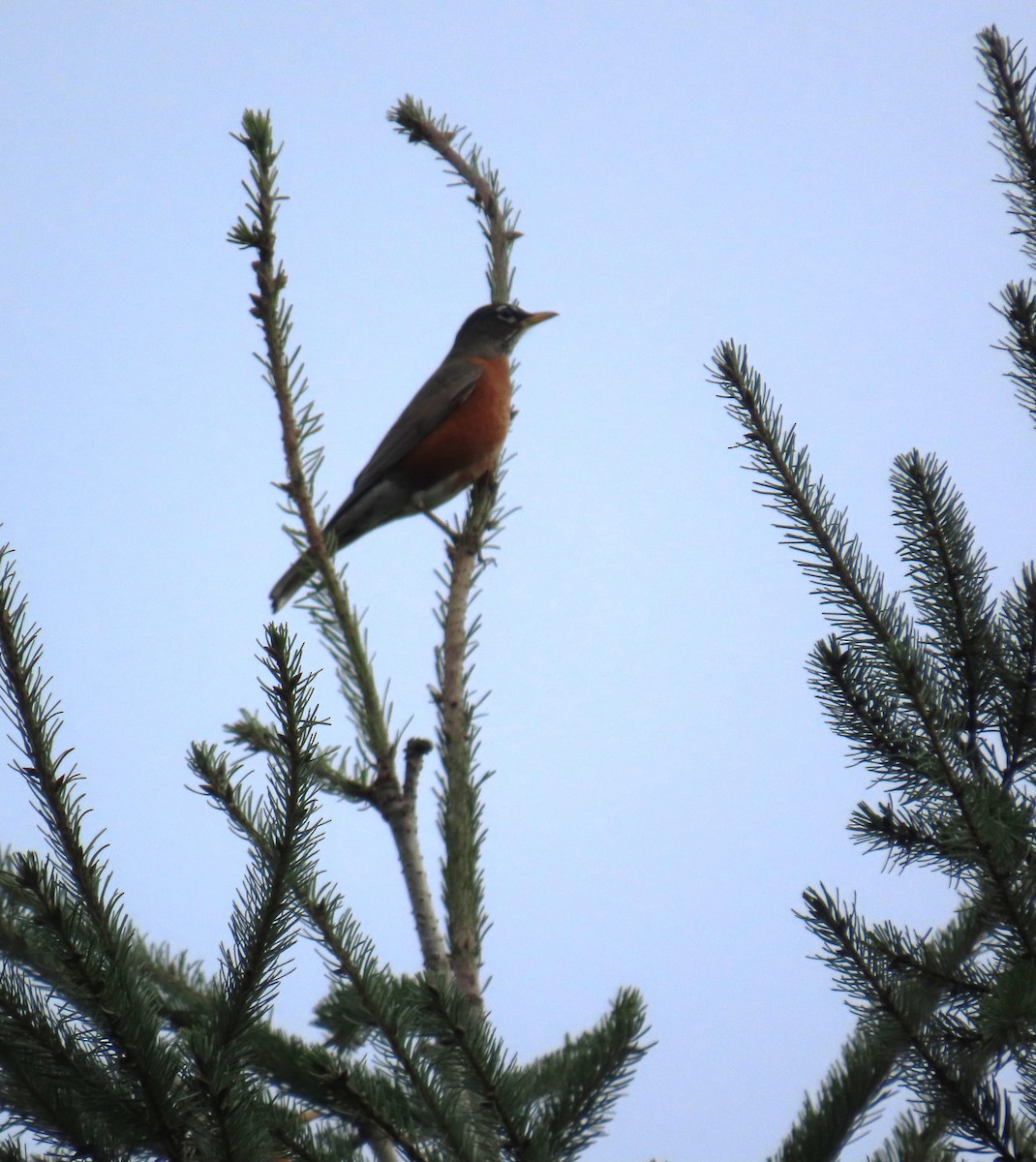 American Robin - ML647337295