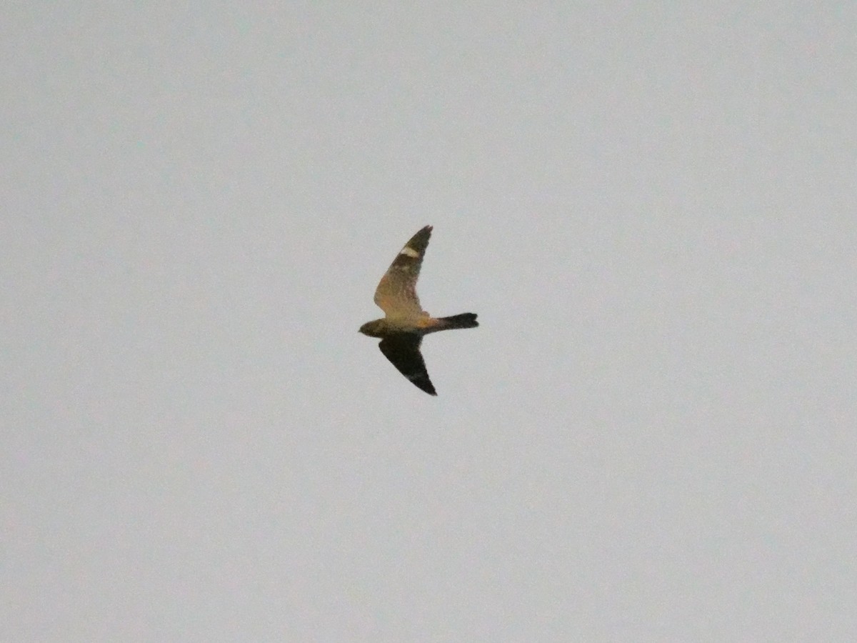 Lesser Nighthawk - ML647337296