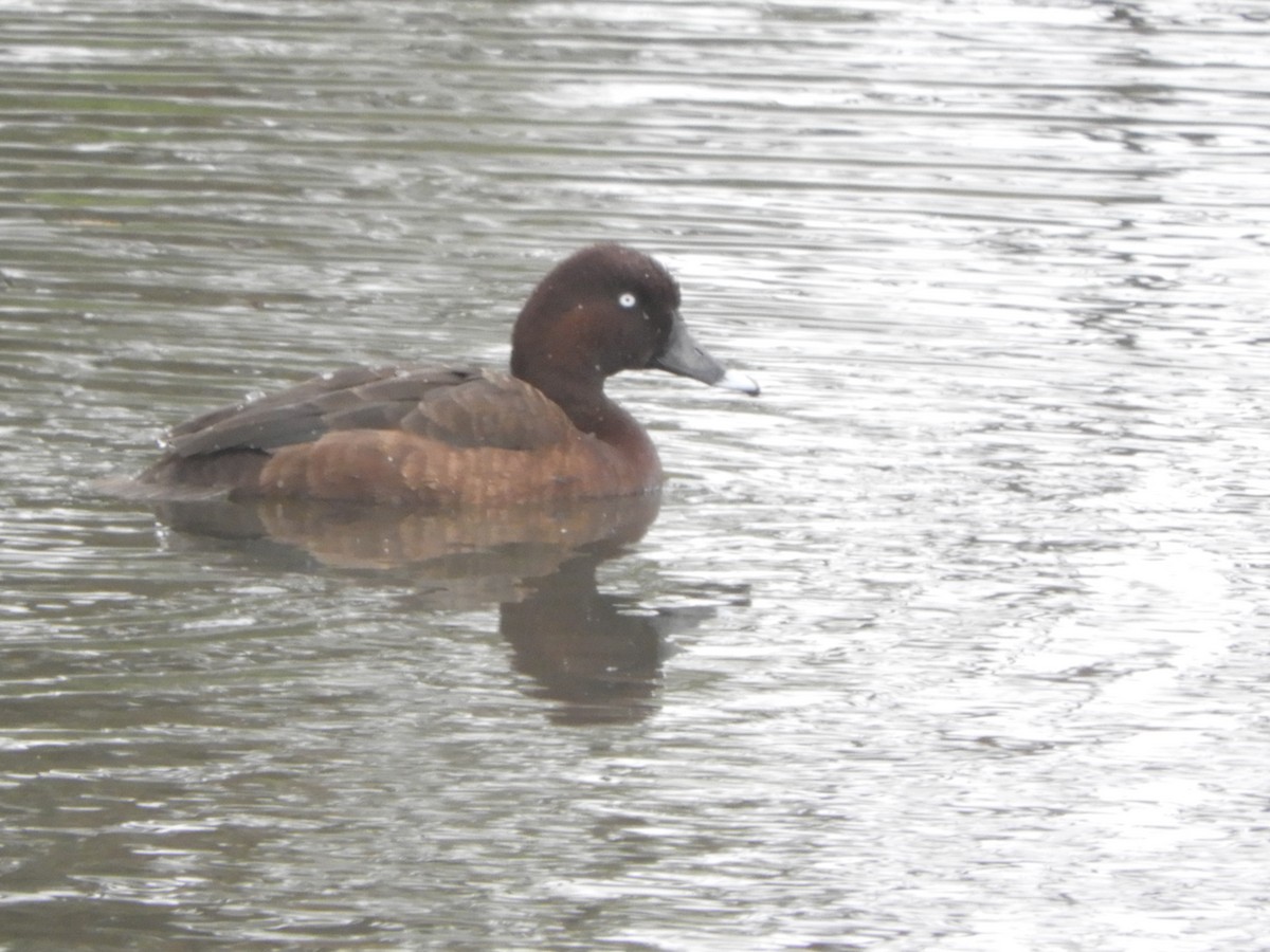 Hardhead - ML647337298