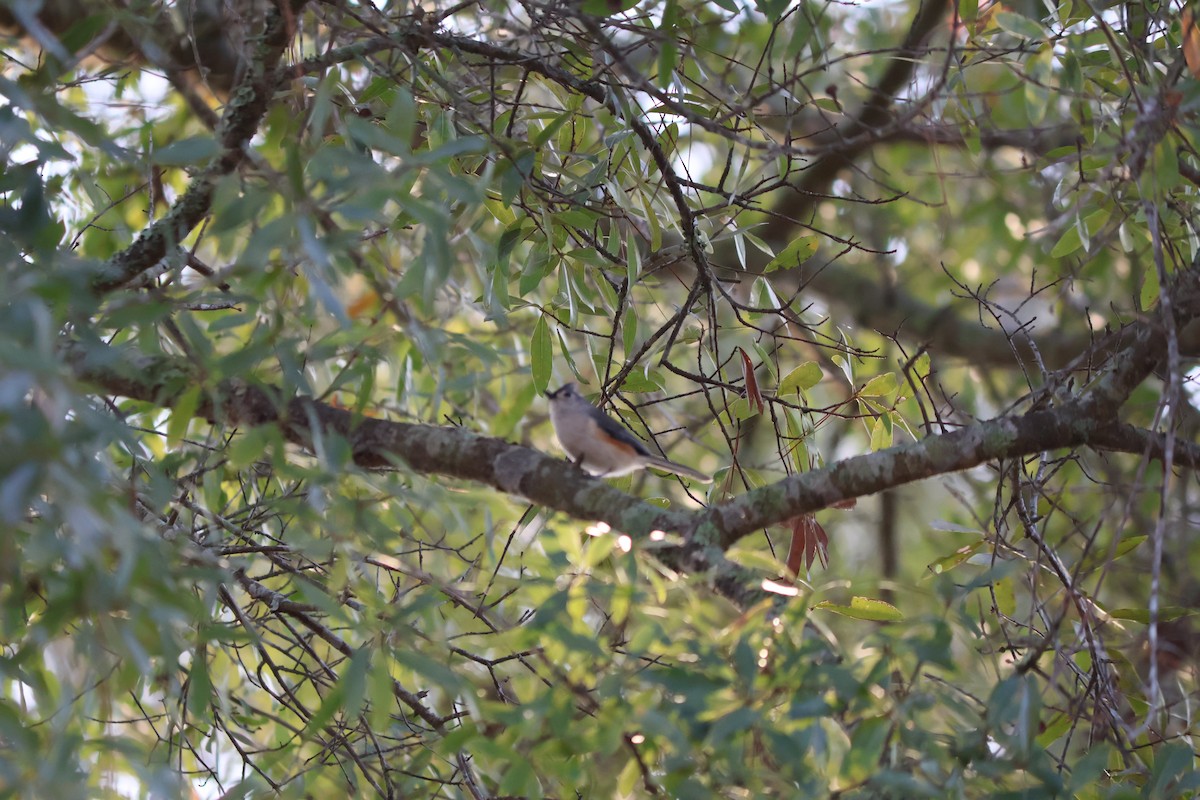 Tufted Titmouse - ML647337299