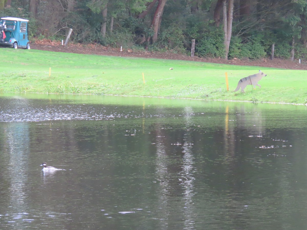 Bufflehead - ML647337300