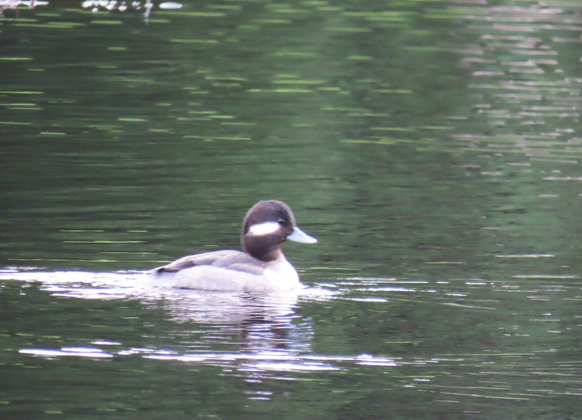 Bufflehead - ML647337301