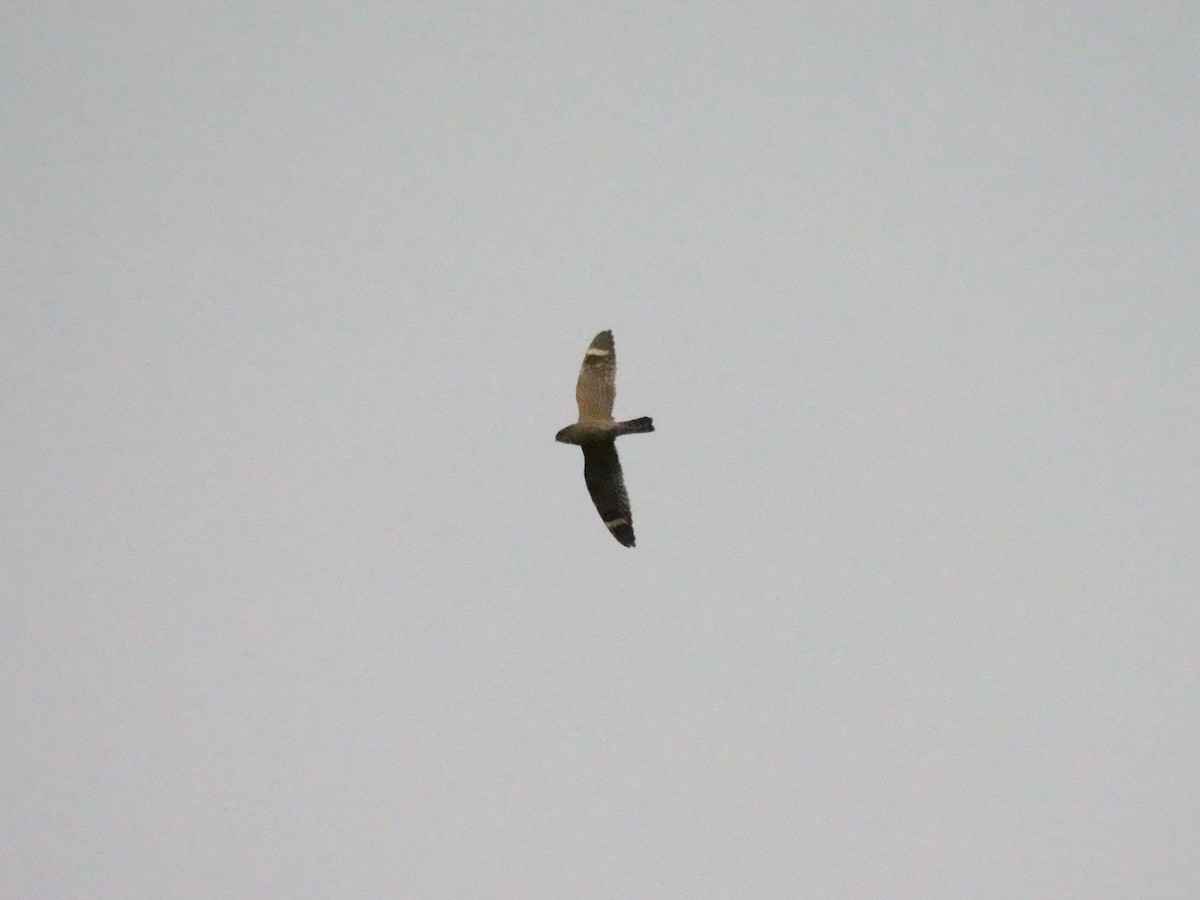 Lesser Nighthawk - ML647337302