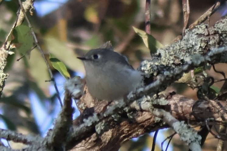 Ruby-crowned Kinglet - ML647337306