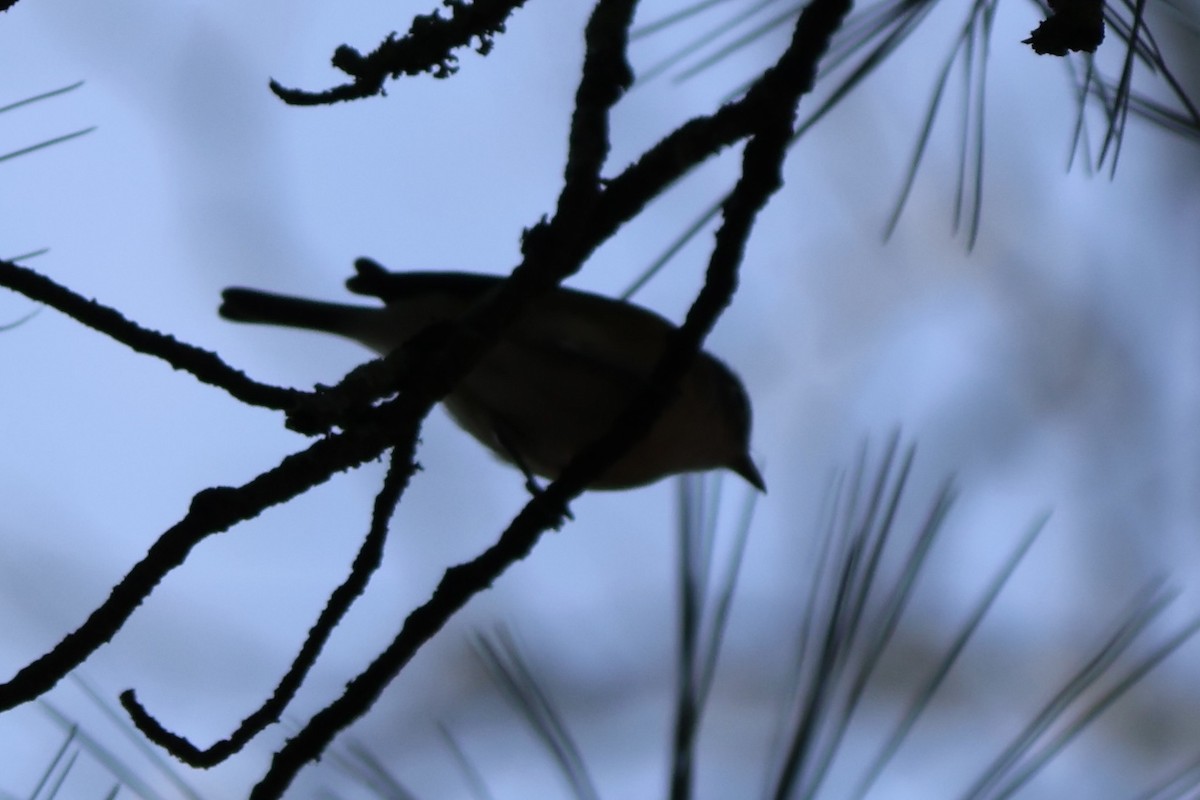 Ruby-crowned Kinglet - ML647337307