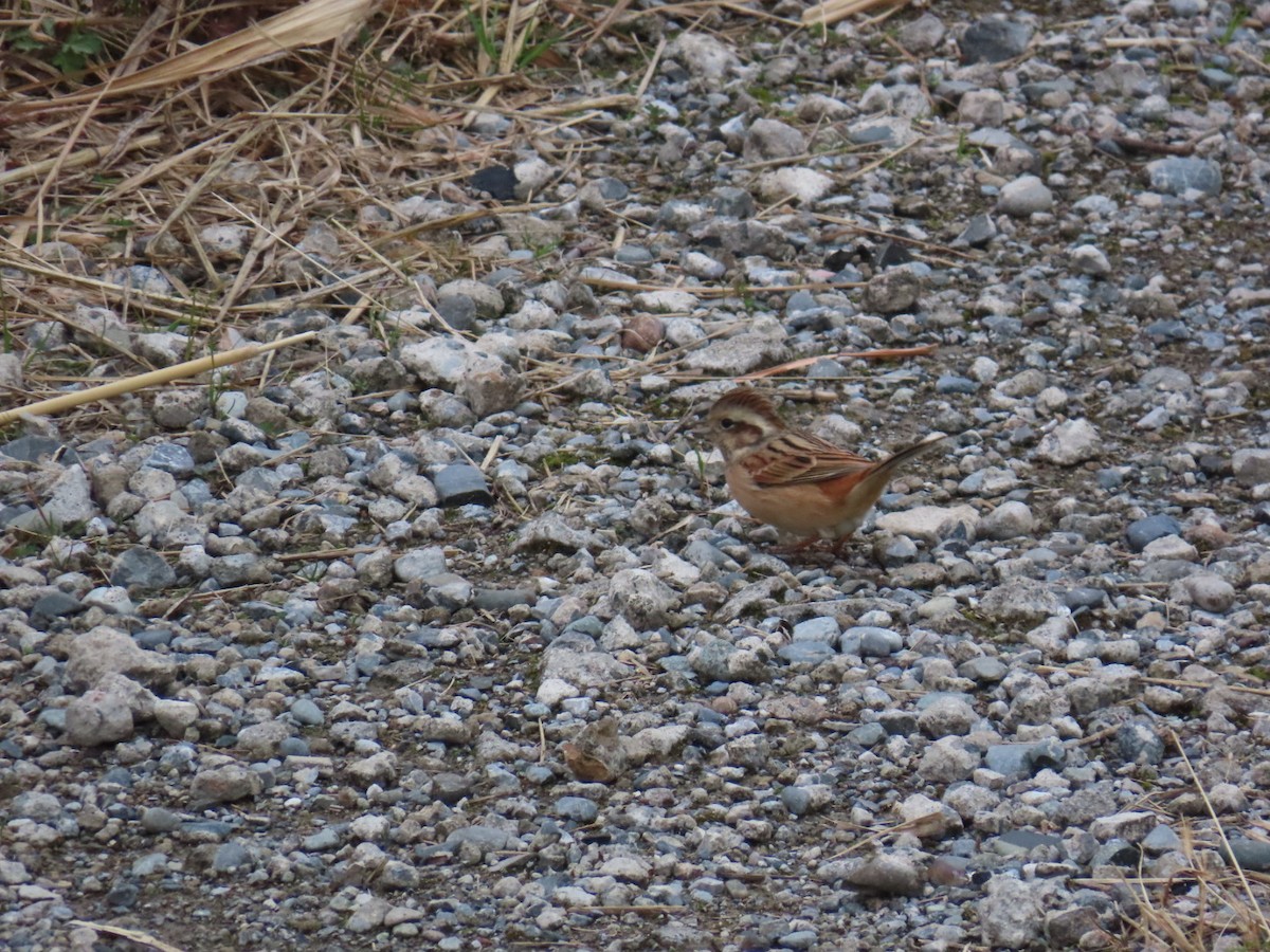 Meadow Bunting - ML647337308