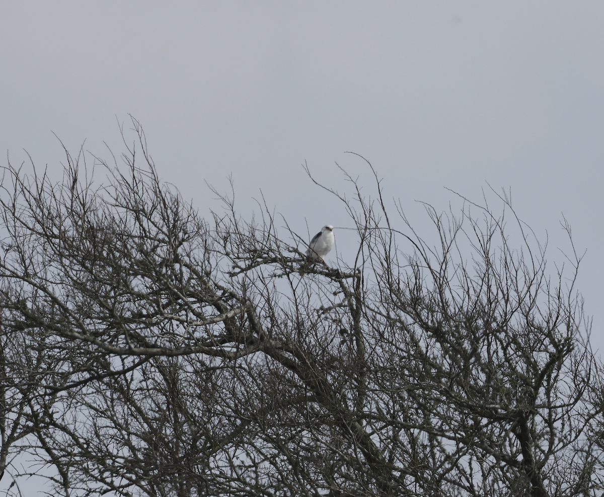 White-tailed Kite - ML647337309