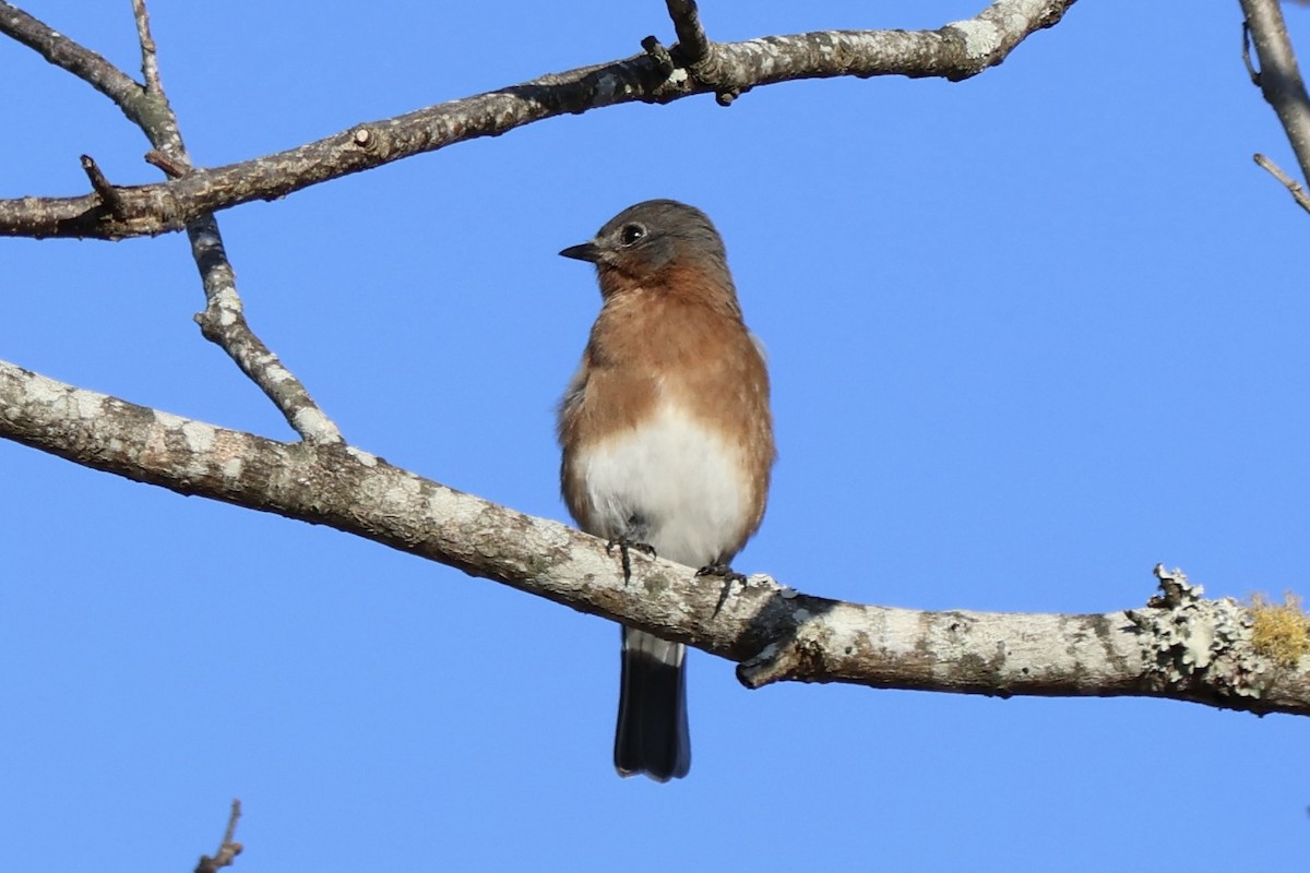 Eastern Bluebird - ML647337311