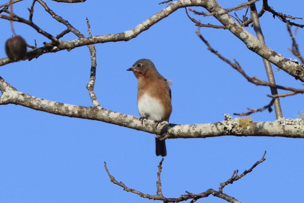Eastern Bluebird - ML647337312