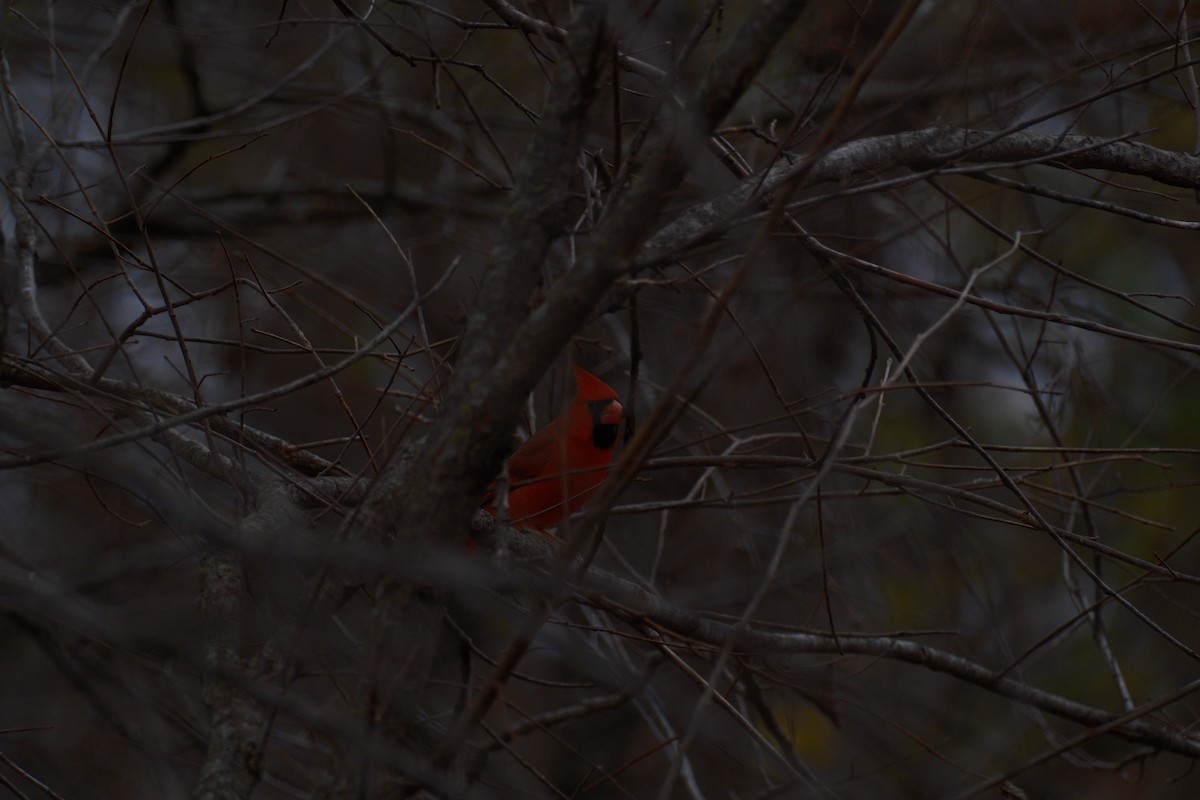 Northern Cardinal - ML647337318