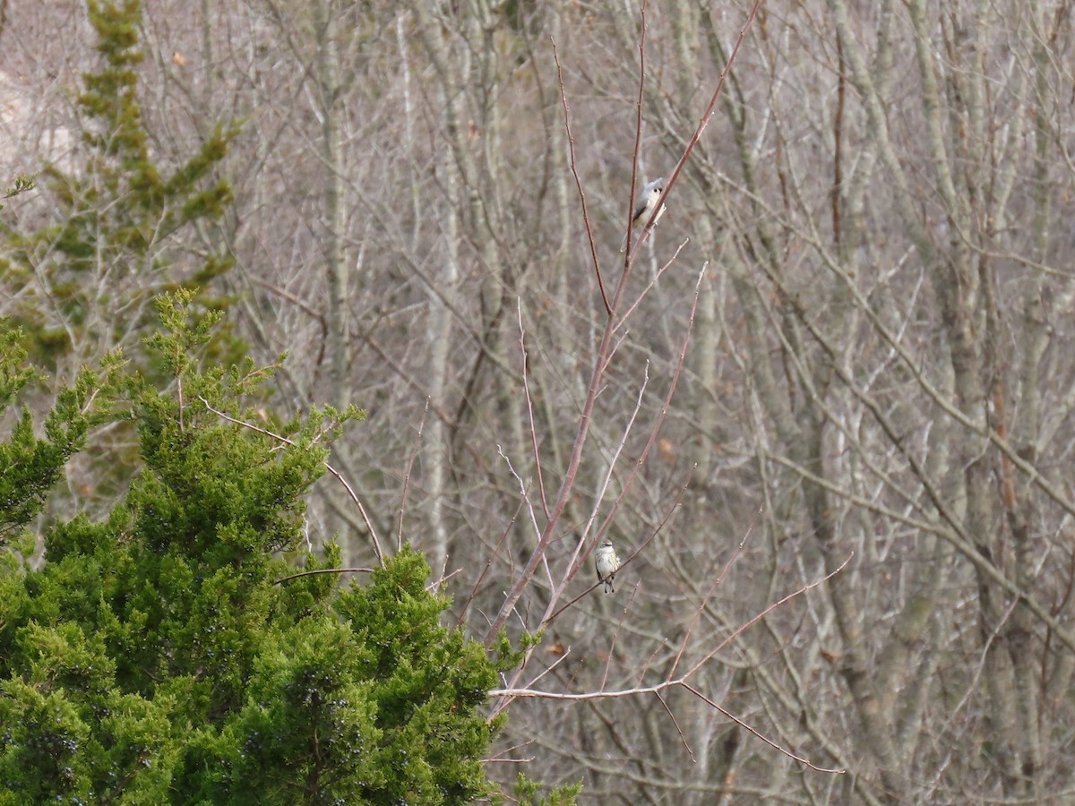 Tufted Titmouse - ML647337319