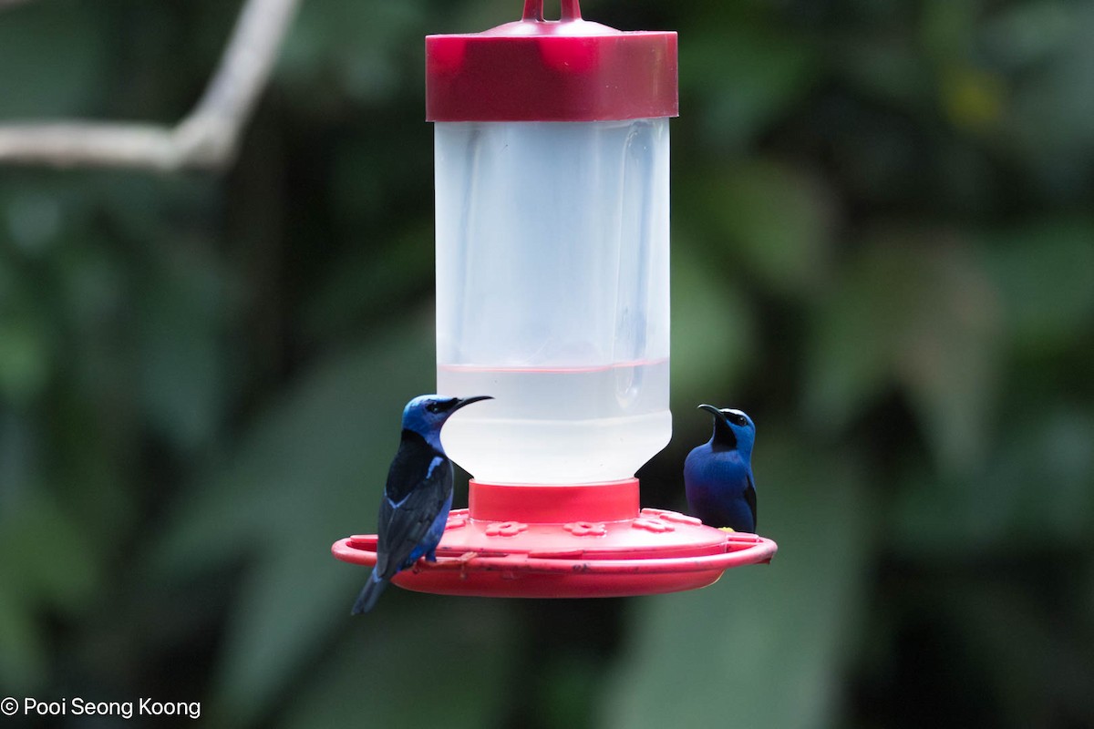 Red-legged Honeycreeper - ML647337320