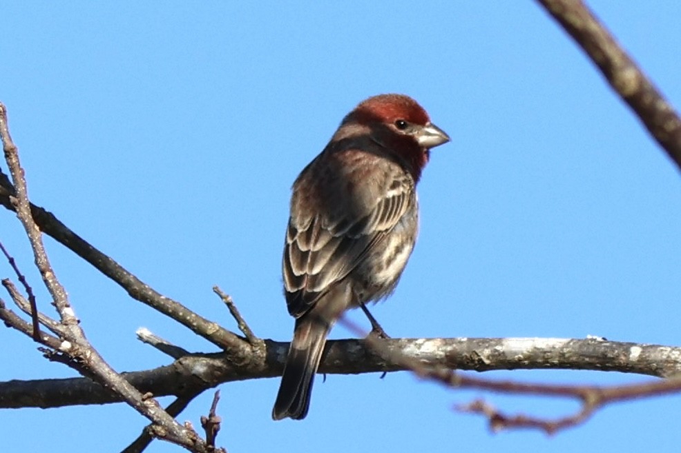 House Finch - ML647337321