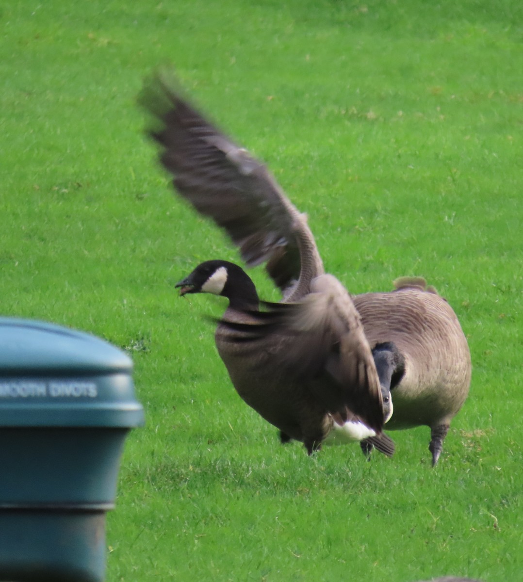 Cackling Goose - ML647337323