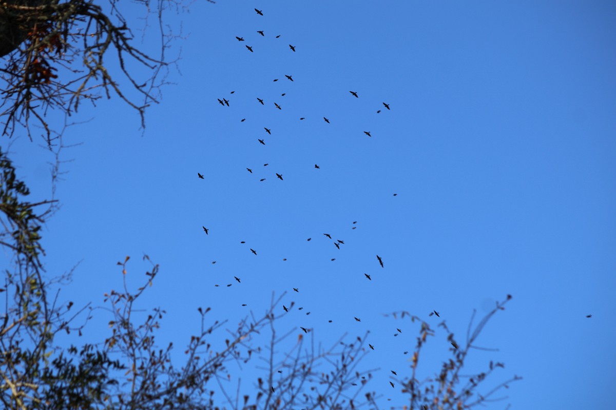 Brown-headed Cowbird - ML647337326