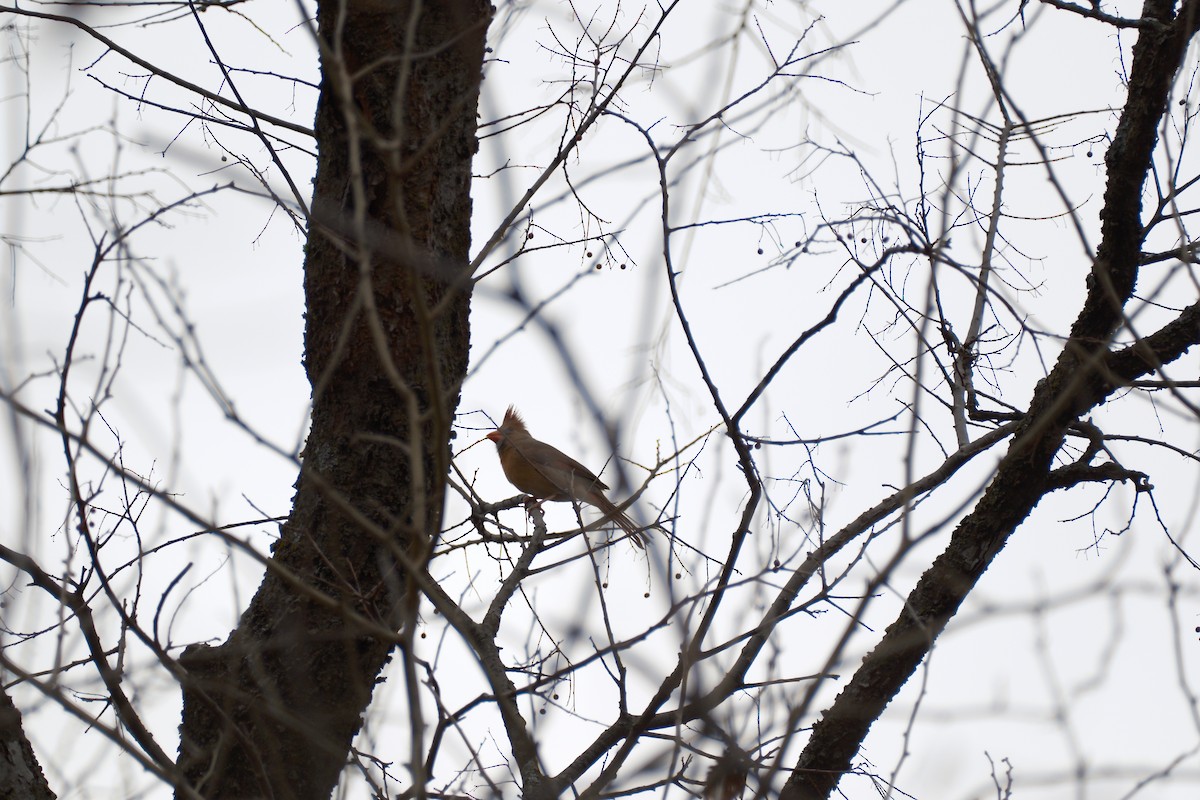 Northern Cardinal - ML647337327