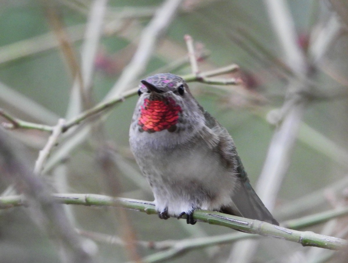 Anna's Hummingbird - ML647337329