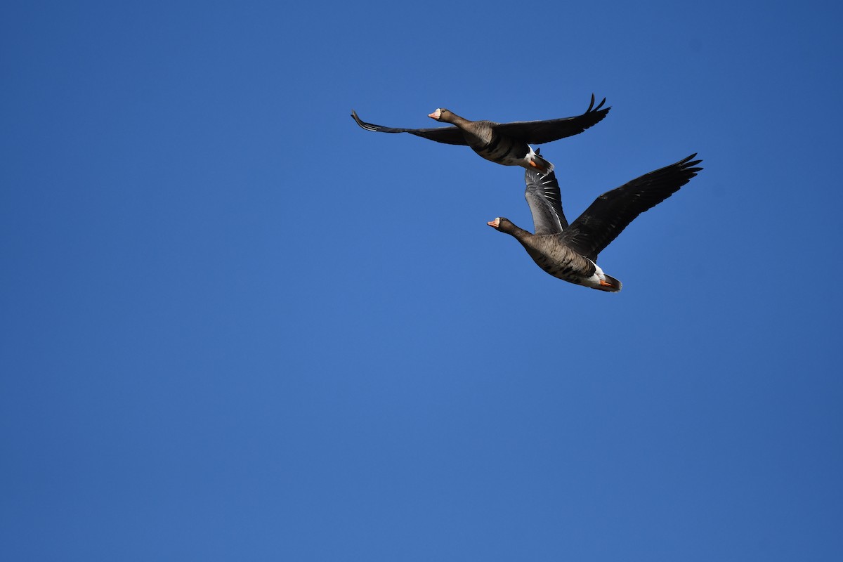 Greater White-fronted Goose - ML647337330