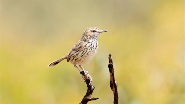 Western Fieldwren - ML647337334