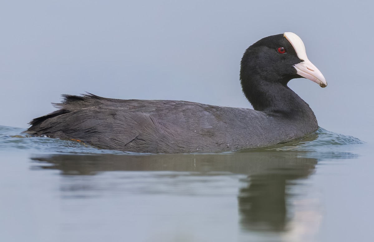 Eurasian Coot - ML647337335