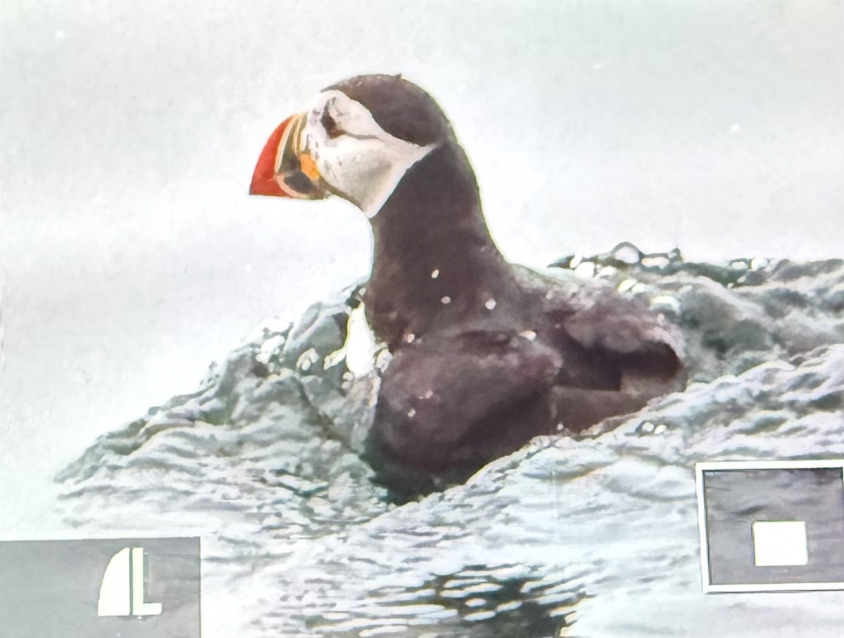 Atlantic Puffin - ML647337336