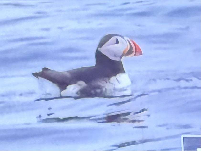 Atlantic Puffin - ML647337337