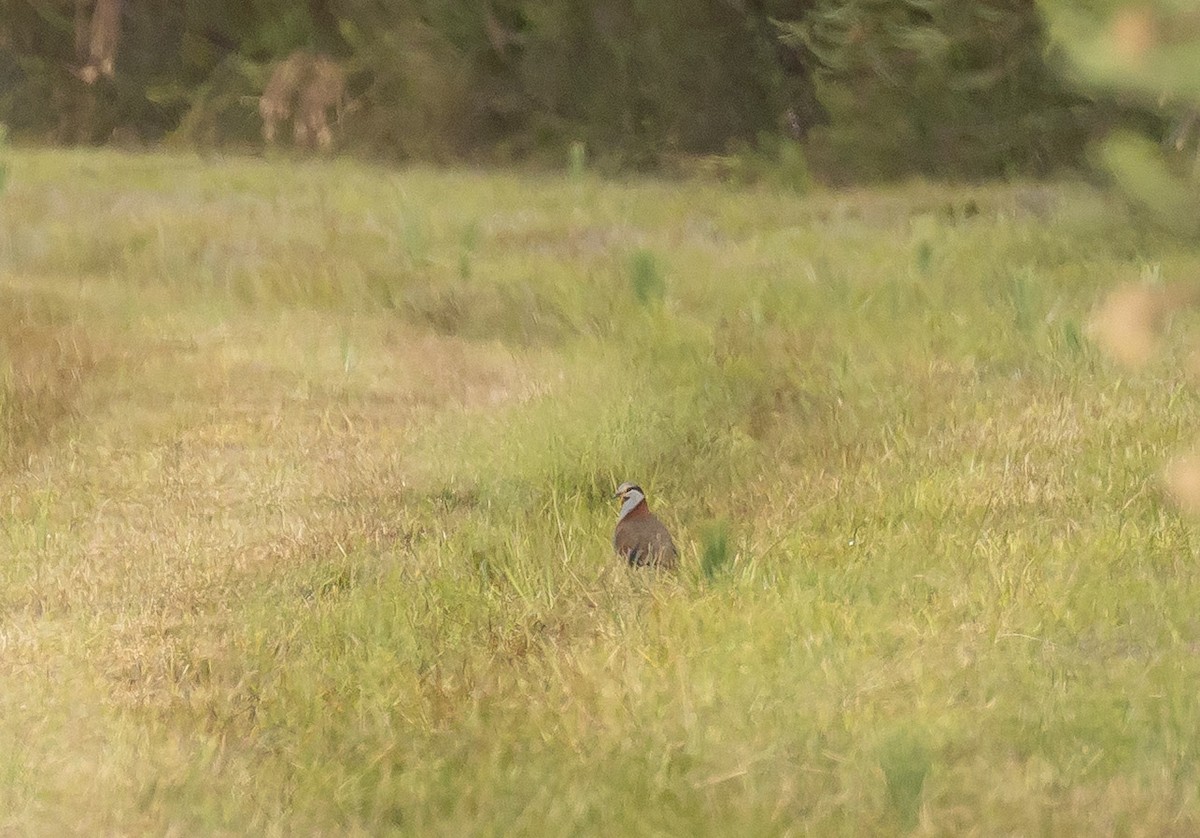 Brush Bronzewing - ML647337338