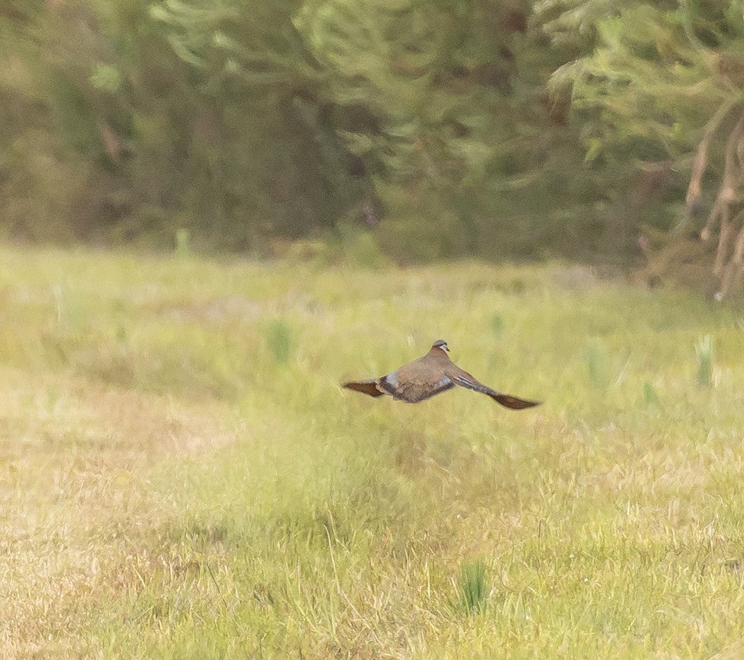 Brush Bronzewing - ML647337339