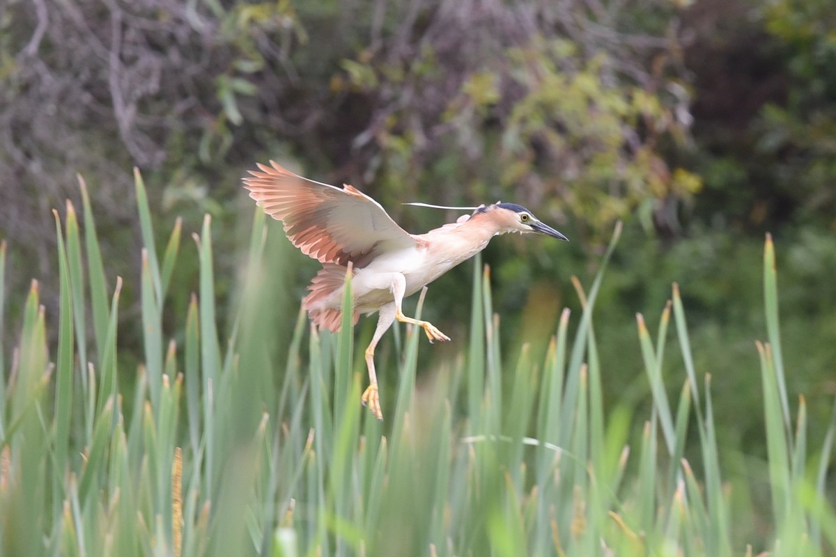 Nankeen Night Heron - ML647337341
