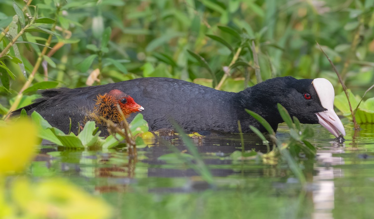 Eurasian Coot - ML647337342