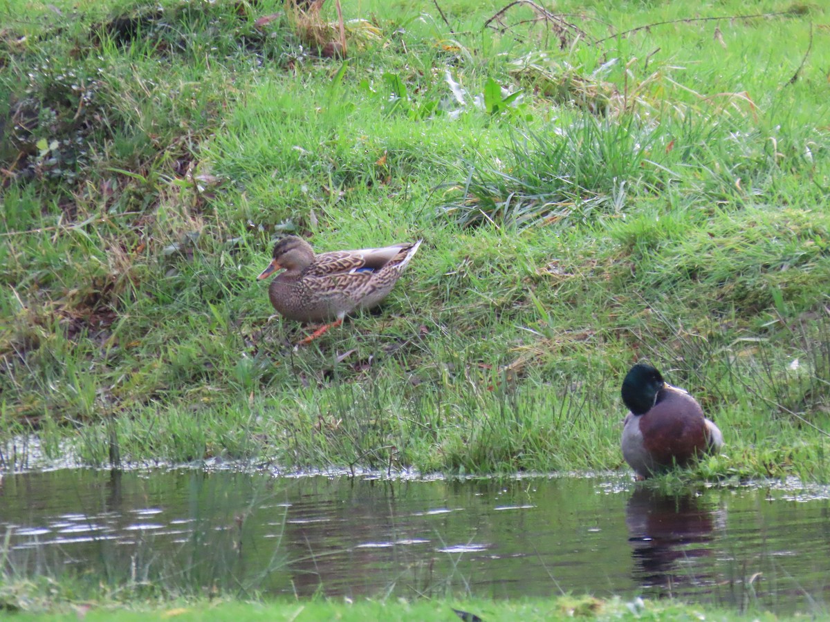 Mallard - ML647337343